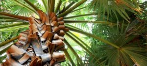 Palm Tree skining