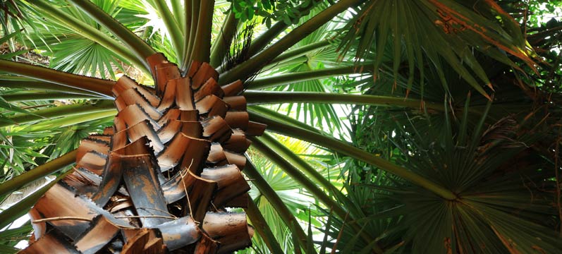 Palm Tree Skinny