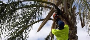 Palm Tree Triming